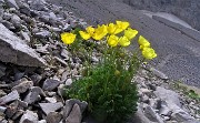 SENTIERO DEI FIORI 